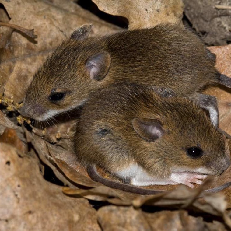 Уничтожения мышей в частном доме в Саратове?