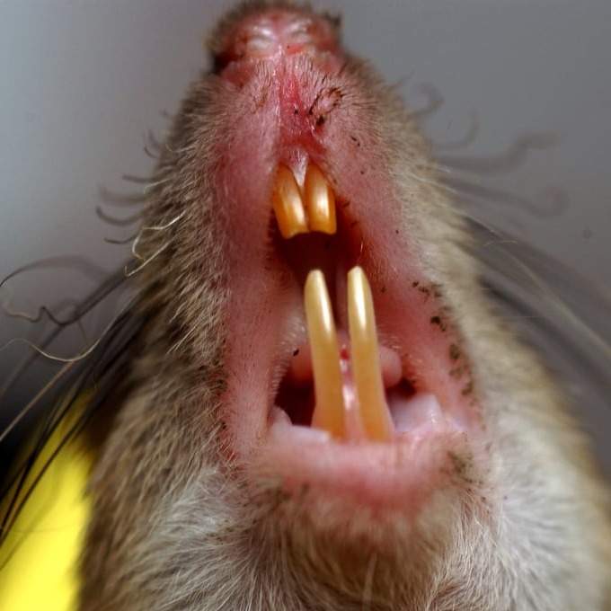 Дератизация крыс в Саратове?